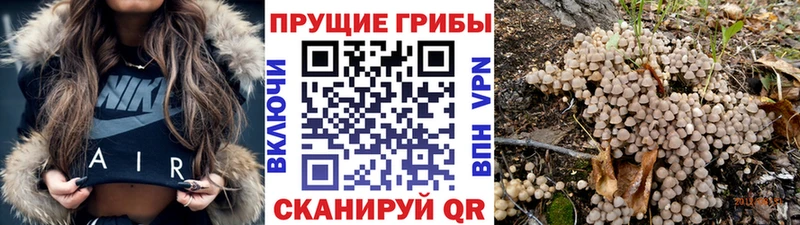 Галлюциногенные грибы Psilocybine cubensis  продажа наркотиков  Чистополь 